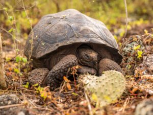 Liberan en las Islas Galápagos 277 tortugas gigantes dentro de un programa de conservación