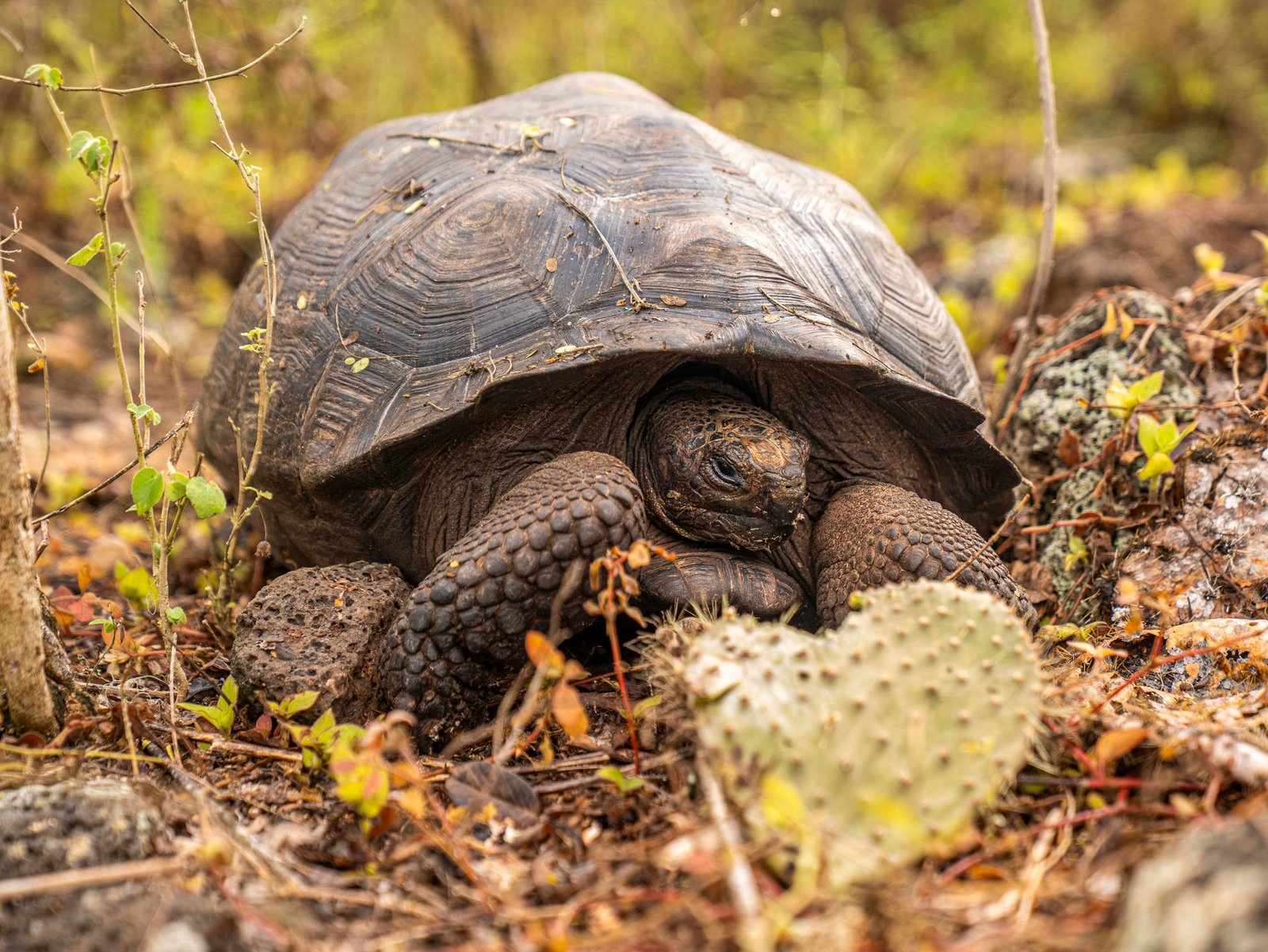 Liberan en las Islas Galápagos 277 tortugas gigantes dentro de un programa de conservación