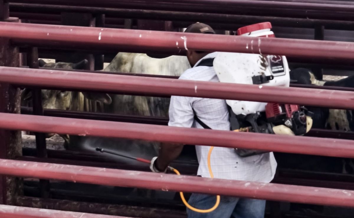 Refuerzan acciones para erradicar y frenar el gusano barrenador al noreste de México