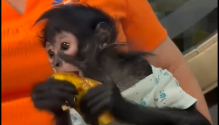 En territorio de Movimiento Ciudadano, crece la impunidad ambiental