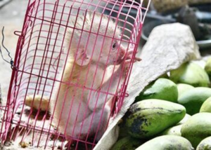 Rescate de fauna exhibe redes de tráfico y fallas graves en protección ambiental