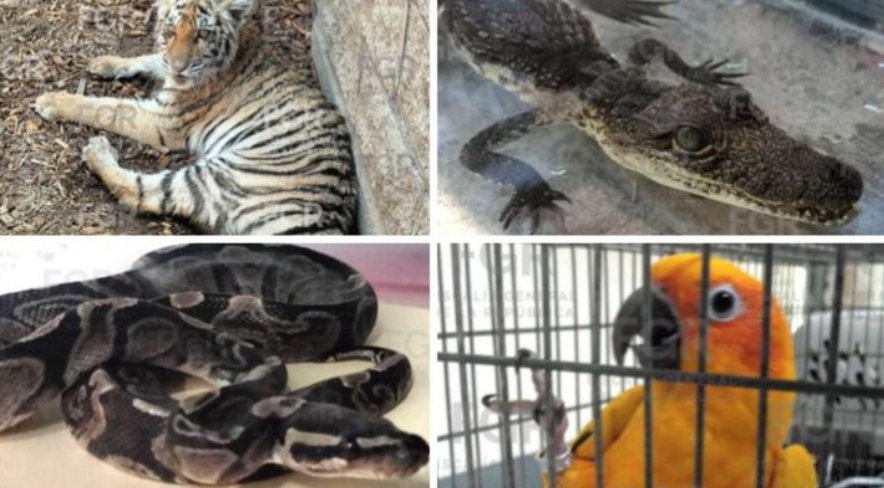 Tigre, cocodrilo y especies exóticas: el absurdo ya es rutina en el Jalisco de MC
