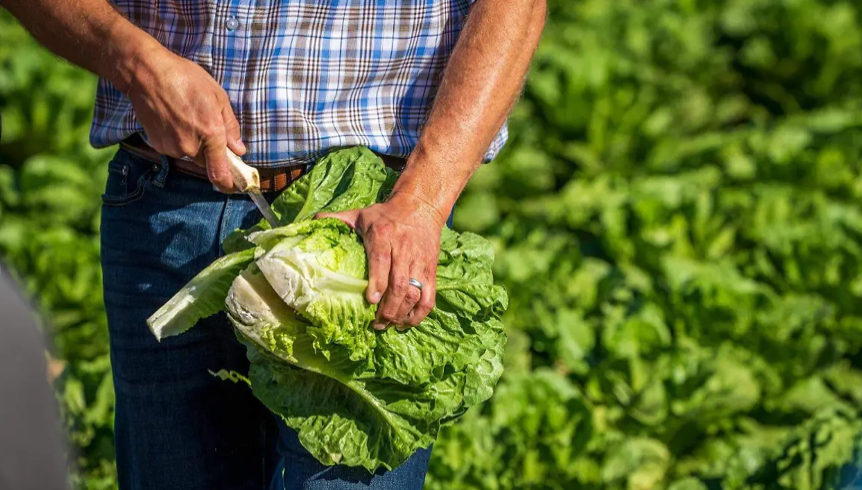 Otra vez fallas de supervisión del PAN: investigan lechuga contaminada en Guanajuato